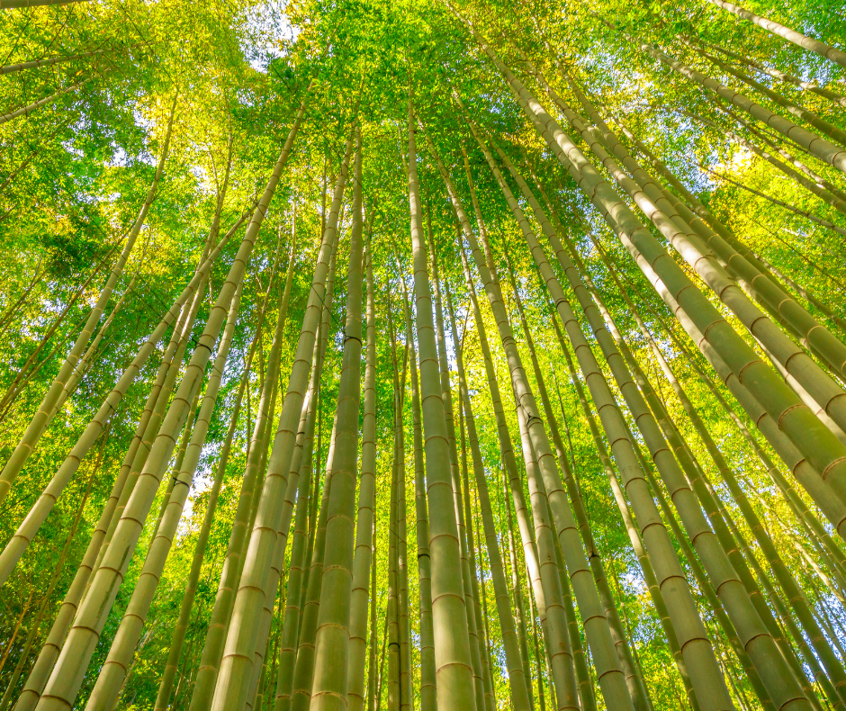 symbol_moso_bamboo symbol moso bamboe